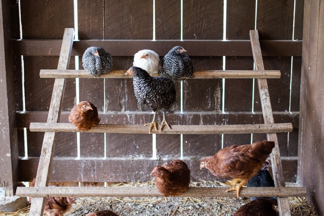 8 faits sur l intelligence des poules