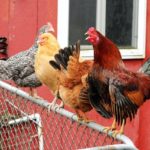 3 facteurs de stress pour les poules